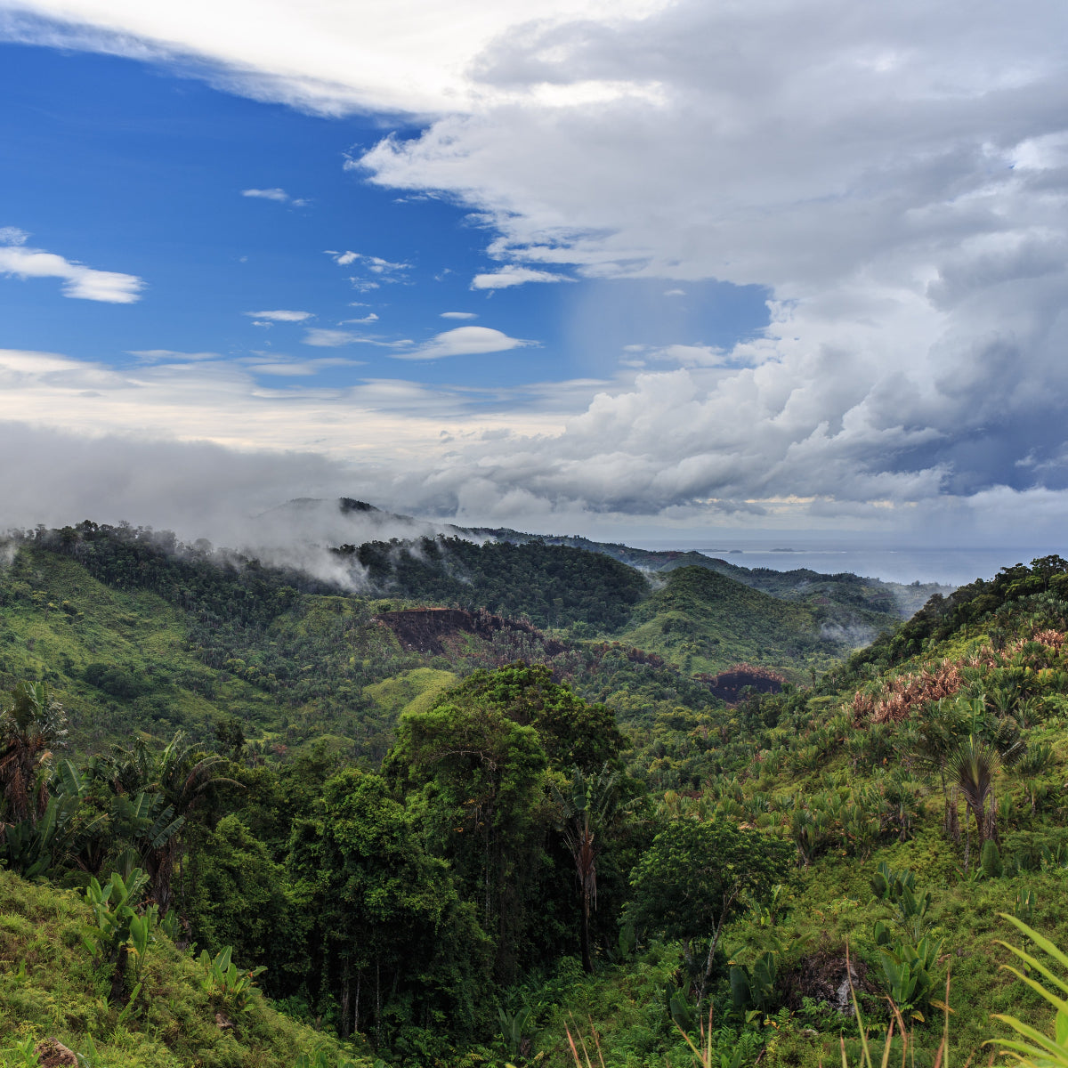Die Anbauregion der Bio Bourbon Vanille in Mananara in Madagaskar für Havelicious