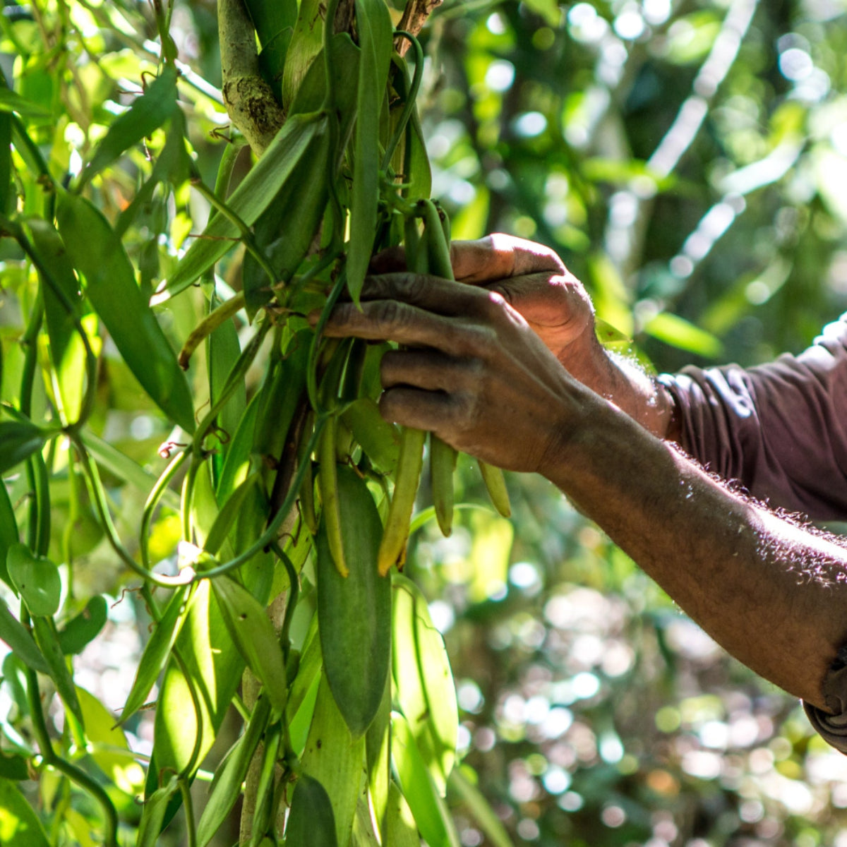 Havelicious bezieht direkt von einem Bauernverband auf Madagaskar seine Bio Bourbon Vanille.