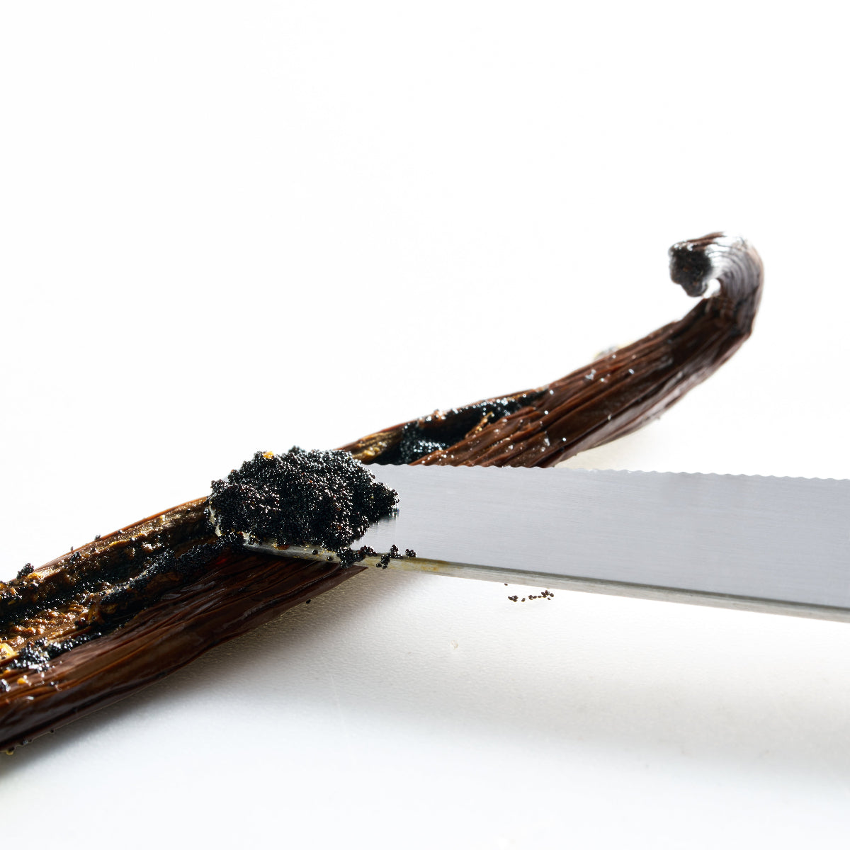 Dicke, fleischige Bio Bourbon Vanilleschoten von Havelicious in einer Länge von 17-22cm direkt aus Madagaskar